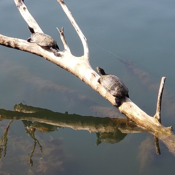 Welcome to my closet. I am open to bundle offers. - Picture 16 of 16